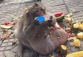 Macaco superobeso desaparece, e veterinários temem que ele tenha se isolado para morrer