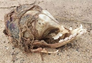 Caveira de 'ET' é encontrada em uma praia e assusta internautas; confira