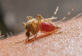 Confirmado 14° caso de malária na Paraíba