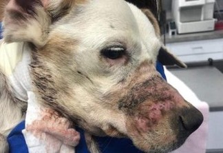 Mulher finge resgate de cão na rua para conseguir atendimento veterinário gratuito