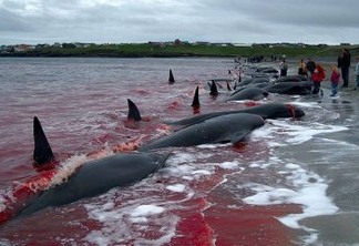 FAKE NEWS: Vídeo de caça às baleias que Bolsonaro postou não é da Noruega
