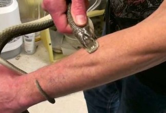O homem que recebeu picadas de 200 cobras em nome da ciência