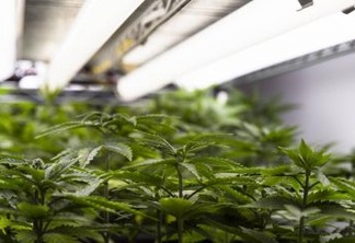 SEM CONSENSO: deputados adiam votação de projeto que autorizam plantio de Cannabis para fins medicinais