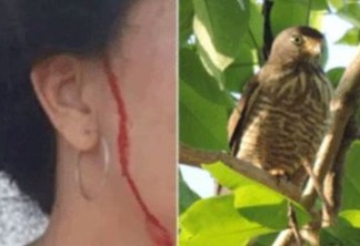 NINHO DE GAVIÃO: Vídeo mostra ataque de ave que 'persegue' moradora há um mês - ASSISTA