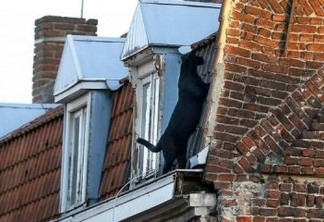 Pantera negra atravessa telhados de cidade a aterroriza moradores na França; VEJA VÍDEO