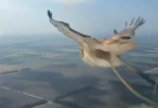 IMAGEM FORTE: Pássaro se choca com avião em pleno voo e é triturado - VEJA VÍDEO