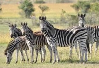 Pesquisadores pintam vaca como zebra e chegam a resultado bizarro