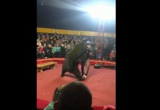 Urso ataca adestrador durante apresentação em circo - VEJA VÍDEO