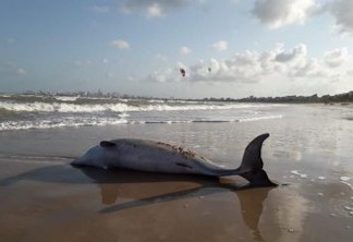Cena triste: Golfinho é encontrado morto em praia de Cabedelo