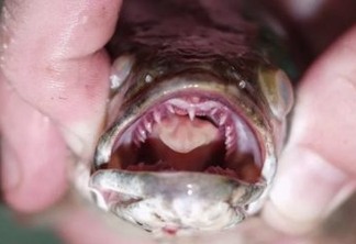'SE ENCONTRAR ALGUM, MATE E CONGELE': EUA alerta sobre peixe cabeça-de-cobra, que respira fora d'água
