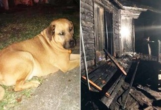 Cão acorda dono durante incêndio em casa e salva sua vida
