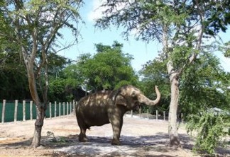 PMJP e Santuário dos Elefantes firmam pré-acordo sobre destino da elefanta Lady