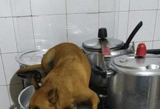 Filtro de cachorro 'brazuca' bomba no Instagram; veja como usar o efeito