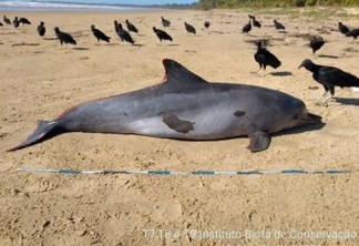 Golfinho é primeiro mamífero atingido por óleo a surgir morto em praia de Alagoas