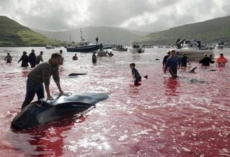 BANHO DE SANGUE: mais de 100 baleias são massacradas em ritual - IMAGENS FORTES