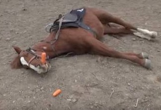 Cavalo se finge de morto toda vez que alguém tenta montá-lo