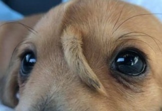 UNICÓRNIO?! filhote de cachorro com rabo na cabeça viraliza na web