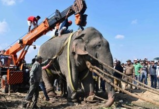 MORTAL: Elefante é capturado após matar cinco pessoas