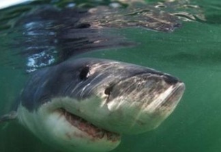 Canoísta sobrevive a ataque de tubarão gigante: VEJA VÍDEO