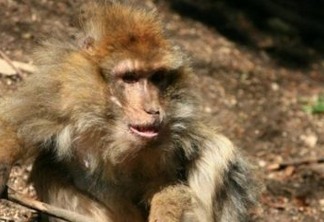 Macaco mata bebê de quatro meses com pedrada