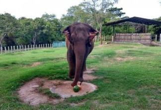 Após seis anos em João Pessoa elefanta Lady deve ser transferida para o Mato Grosso na próxima segunda-feira