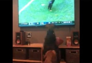 Cães enlouquecem ao ver gato invadindo campo de futebol - VEJA VÍDEO