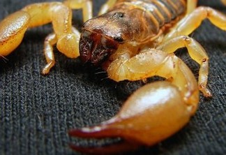 QUASE 2 MIL CASOS: Picadas de escorpião em João Pessoa atingem o maior número de pessoas em seis anos