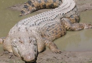 Menina salva amiga de ataque de crocodilo enquanto nadava