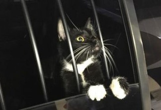 Invadiu uma casa: Polícia prende gato por suspeita de furto