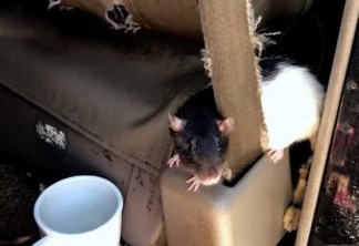 Americana faz acordo para dar 320 ratazanas que viviam com ela em carro