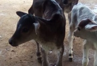 TRIGÊMEAS: Vaca dá à luz a Maiara, Maraisa e Marília