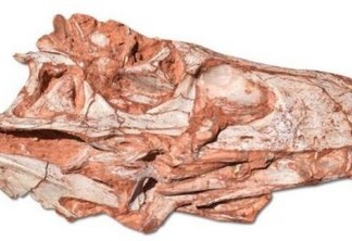 Fóssil encontrado no Brasil pode ser do primeiro dinossauro carnívoro da Terra