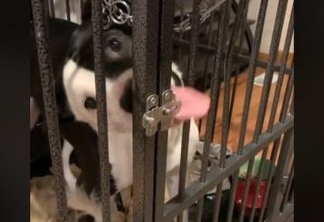 Pitbull abre gaiola de veterinário com a língua e viraliza - VEJA VÍDEO