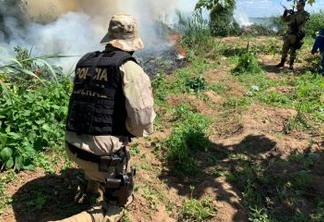 PF 'queima' mais de 1 milhão de pés de maconha no interior de Pernambuco