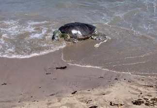 Tartaruga marinha é encontrada morta em praia da grande João Pessoa e preocupa ambientalistas