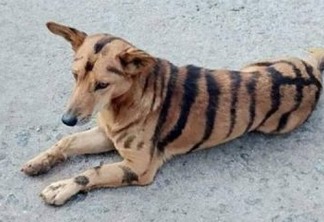 Agricultor transforma cão em tigre para afugentar macacos de plantação