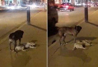 Cão fiel tenta 'acordar' amigo morto em calçada