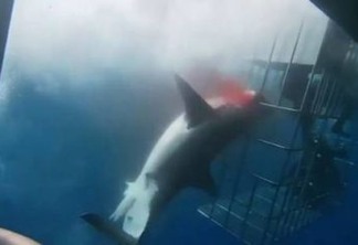 Tubarão-branco morre ao ficar preso em gaiola de segurança - VEJA VÍDEO