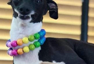 Cadela que está sempre 'sorrindo' viraliza nas redes sociais