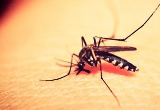 Paraíba tem quase 133 municípios em alerta de surto de doenças causadas pelo mosquito Aedes aegypti