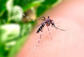 Chuvas acendem alerta da Vigilância Ambiental para proliferação do Aedes aegypti