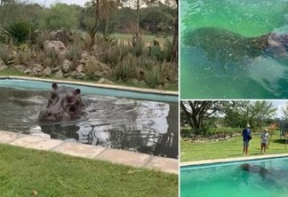 Hipopótamo de 3 toneladas "invade" piscina residencial em Botsuana