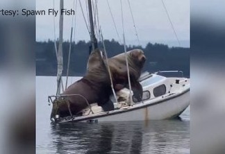 Leões marinhos gigantescos invadem barco nos EUA - VEJA VÍDEO