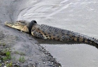 Autoridades oferecem recompensa a quem conseguir retirar pneu preso em crocodilo