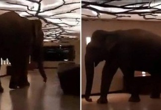 Elefante selvagem invade hotel e se torna 'hóspede regular' - VEJA VÍDEO
