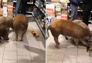 Porcos invadem supermercado e 'bebem' conhaque em cidade gelada - VEJA VÍDEO