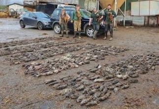 Cães caçam 730 ratazanas que infestavam fazenda