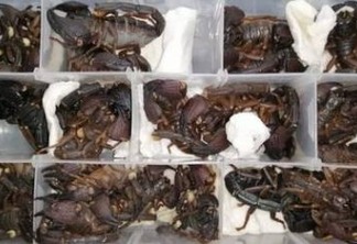 Chinês é preso tentando embarcar com 200 escorpiões vivos em avião