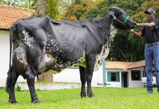127 QUILOS EM UM ÚNICO DIA: Vaca brasileira entra para livro dos recordes por produção de leite