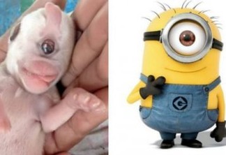 Viral: cachorro nasce com um olho e é batizado de Minion